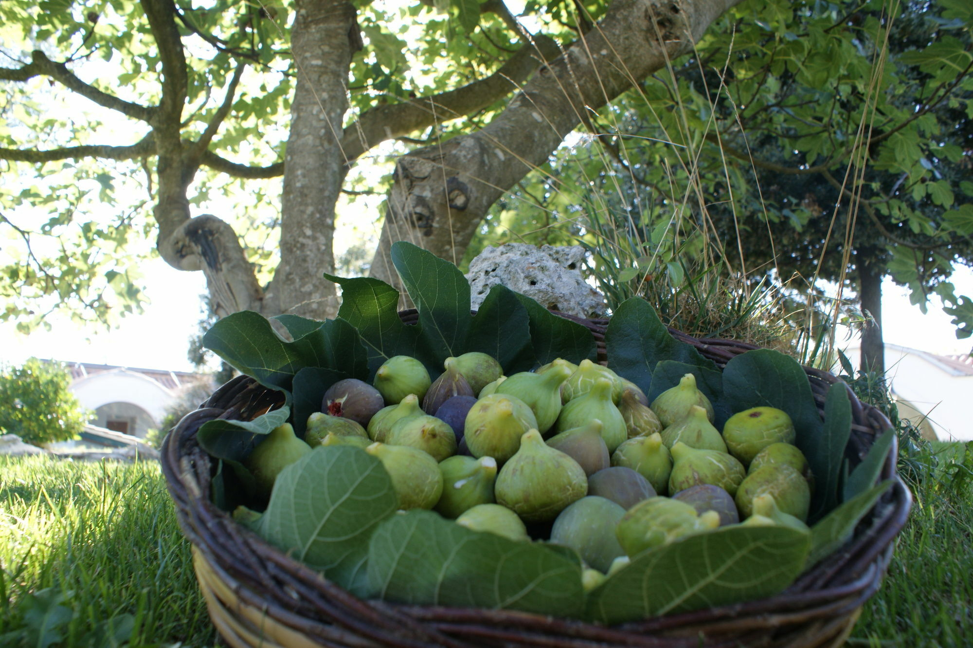 Masseria Chiancone Torricella Μαρτίνα Φράνκα Εξωτερικό φωτογραφία